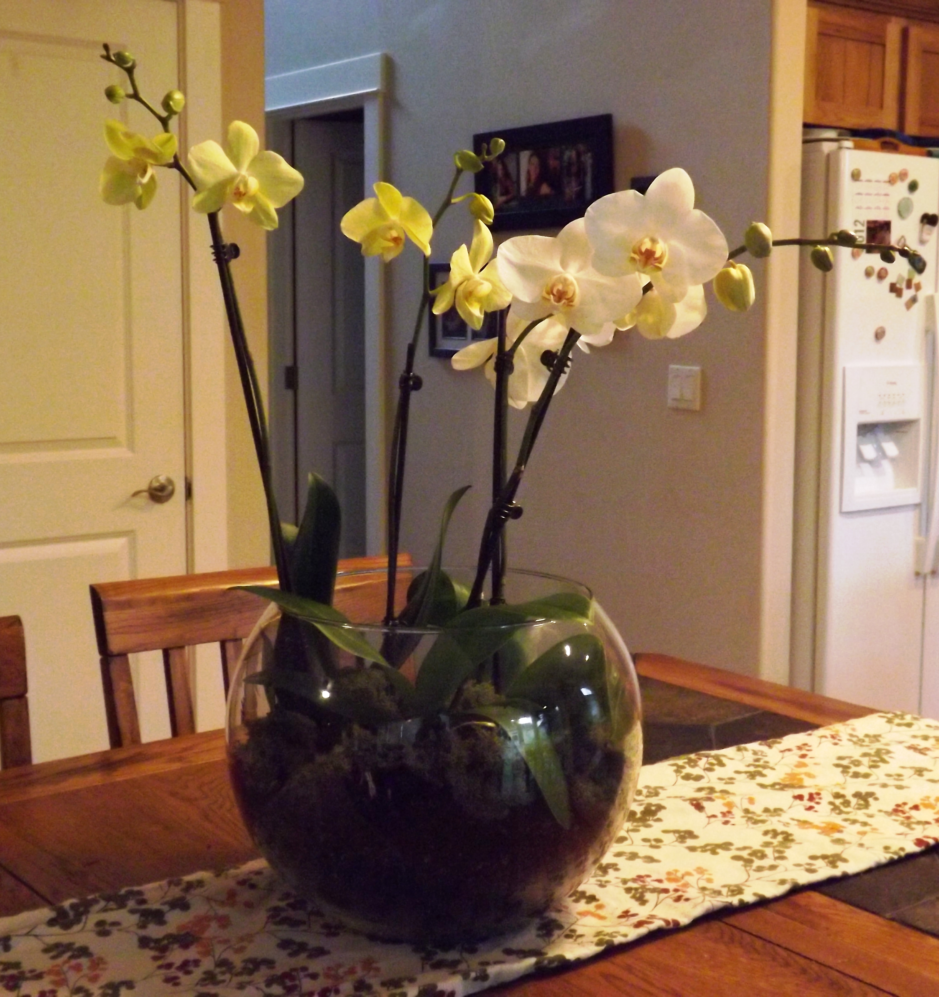 Почему нельзя дома орхидеи. Орхидеи дома. Орхидеи на окне дома. Орхидея фаленопсис приметы и суеверия для дома. Красиво поставить орхидею в квартире.